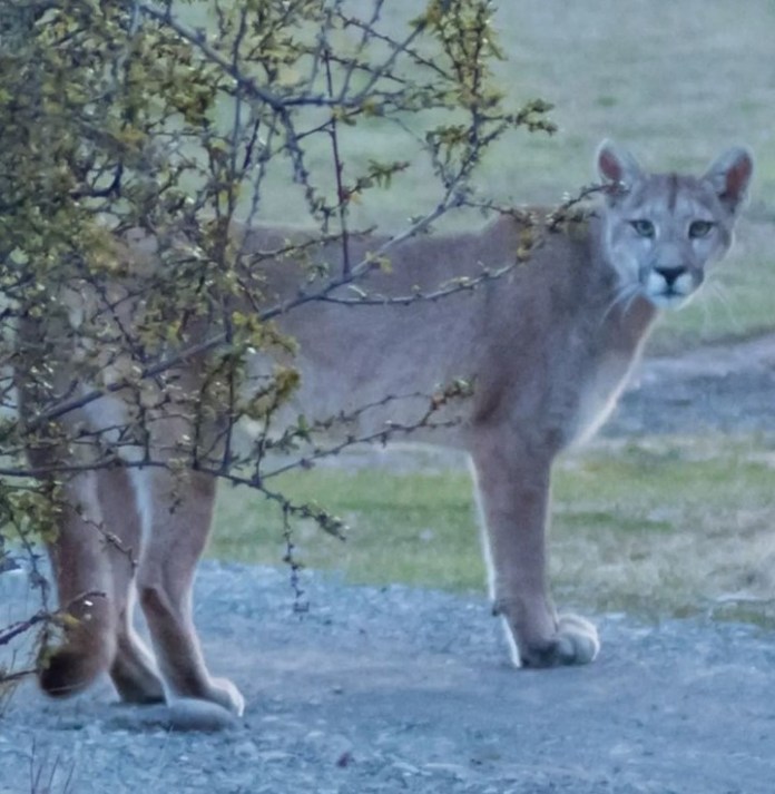 El Puma con color es el mayor predador de la Patagonia, pero según aclararon le temen al hombre y se alejan de él.