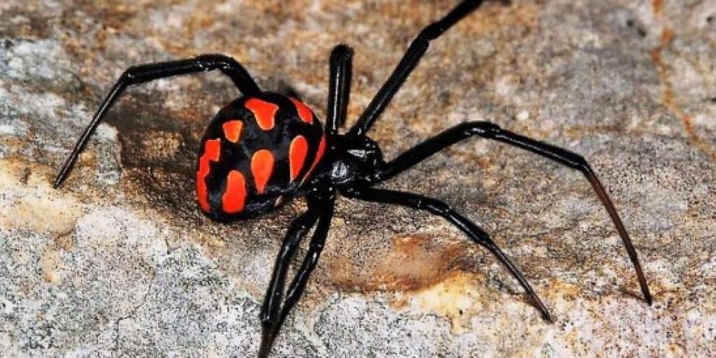 La araña "viuda negra".