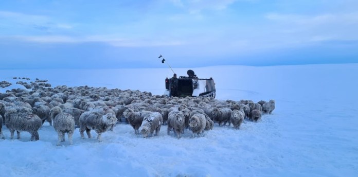 Ovejas y nieve hasta el horizonte, la postal patagónica de estos días. Foto: Ministerio de Defensa.