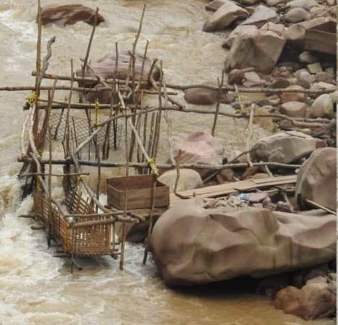 Las trampas ilegales, entre otros factores, están acabando con el sábalo.