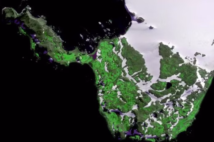 Áreas verdes emergen en la Península Antártica, capturadas en imágenes satelitales recientes (University Exeter)