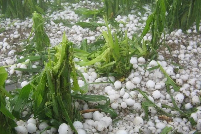 Como cada año, granizadas arrasaron algunos cultivos.
