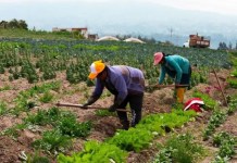 Confederación de campesinos pide no promulgar ley 157