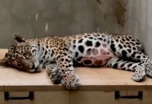Una jaguar herida con 90 perdigones puede morir si bloqueos impiden su traslado a La Paz