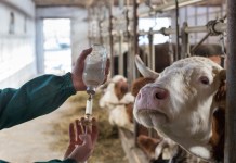 Senasag pide a ganaderos vacunar sus animales ante brote de rabia bovina