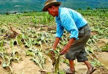 Productores cuestionan falta de respuestas y piden medidas para fortalecer el agro tarijeño