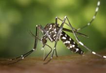En BermejoCuatro casos sospechosos de chikunguña activan la alerta sanitaria