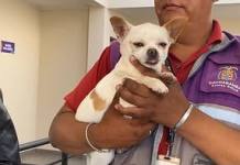 Villa Montes inmuniza a más de 8.000 perros y gatos contra la rabia