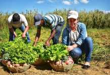 Indolencia del Estado pone en riesgo la seguridad alimentaria: critica el campo